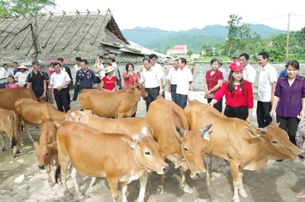 tin doanh nghiep - FrieslandCampina Việt Nam trao tặng 60 con bò cho Hội Chữ Thập Đỏ Việt Nam tin doanh nghiep - FrieslandCampina Việt Nam trao tặng 60 con bò cho Hội Chữ Thập Đỏ Việt Nam
